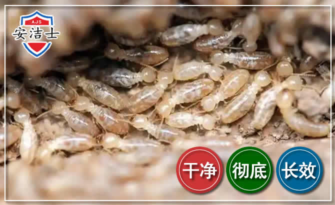 平湖白蚁防治