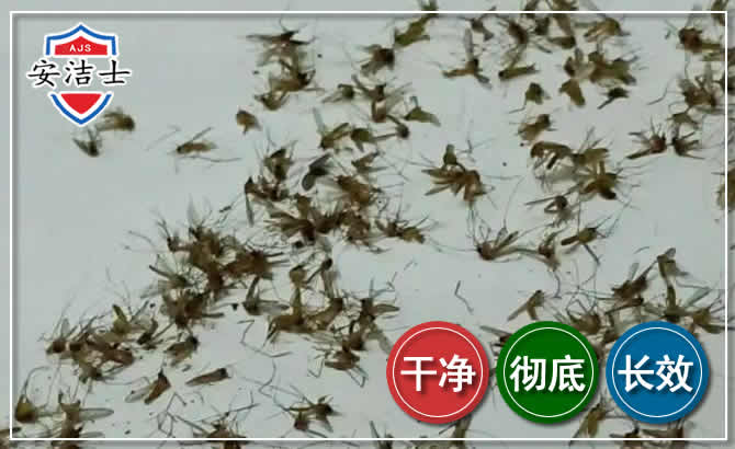 平湖苍蝇防治-灭蝇