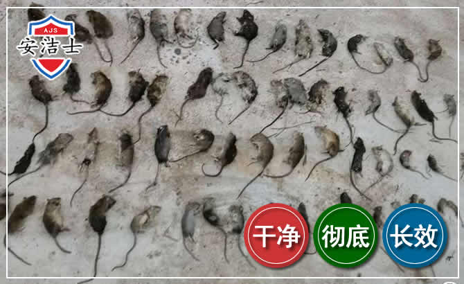 平湖鼠害防治-灭鼠