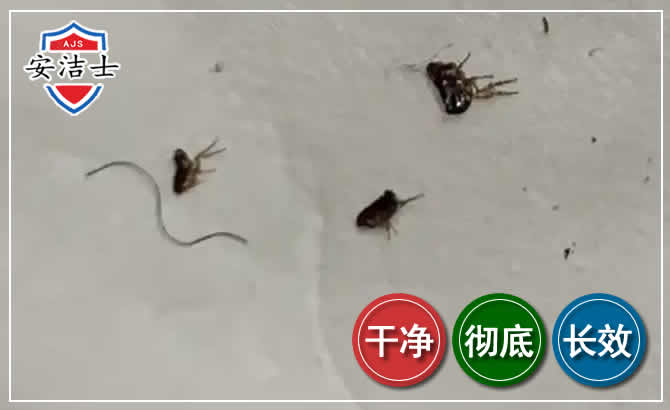 平湖跳蚤防治-灭跳蚤
