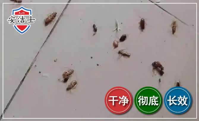 平湖蟑螂防治-灭蟑螂